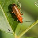 Rhagonycha fulva (Common Red Soldier Beetle).jpg